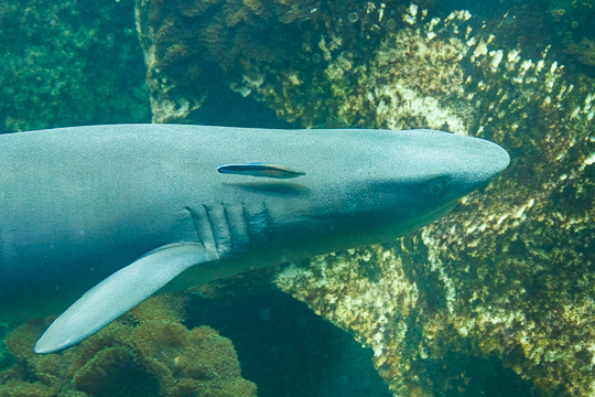 Zoo Olomouc (29. 6. 2019)